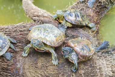 vahşi kaplumbağalar