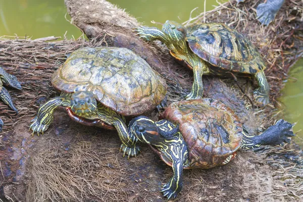 Wild turtles — Stock Photo, Image