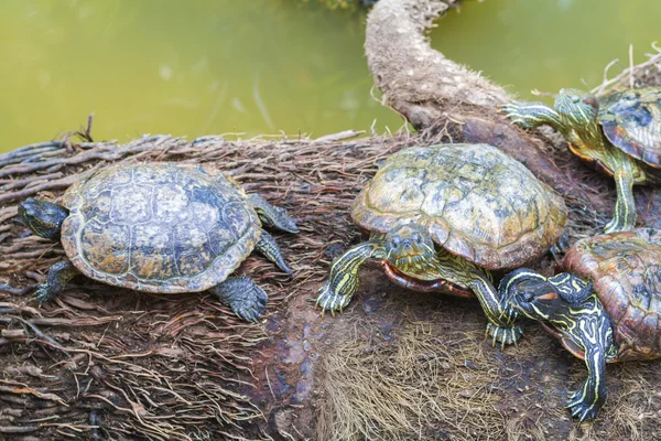 Wild turtles — Stock Photo, Image