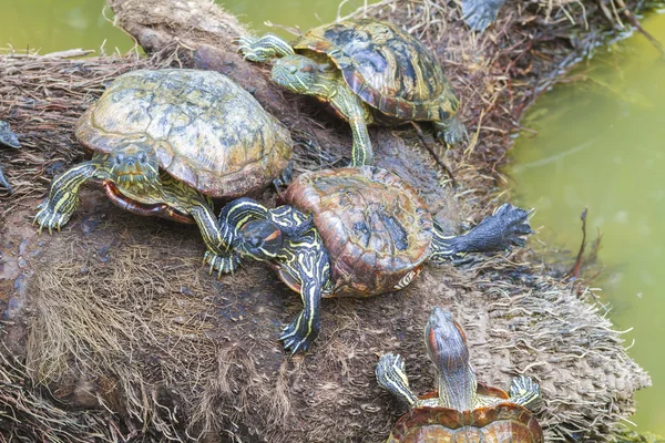 Wild turtles — Stock Photo, Image