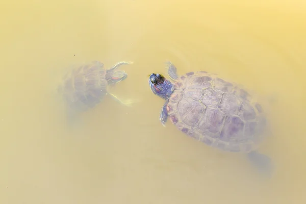 Swimming turtles — Stock Photo, Image