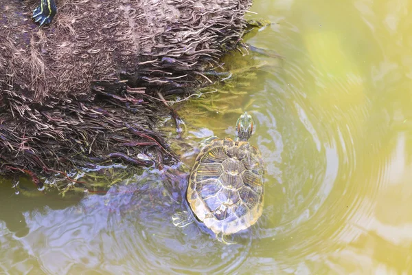 Swimming turtle — Stock Photo, Image
