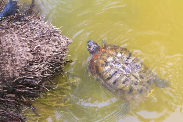 Swimming turtle — Stock Photo, Image