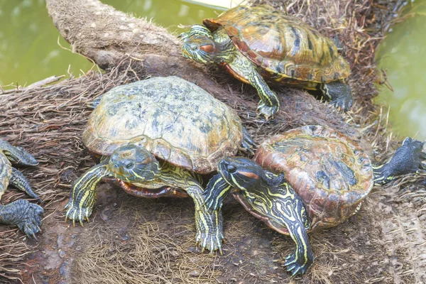 Wild turtles — Stock Photo, Image