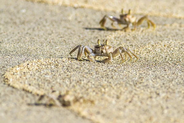 Granchio sulla spiaggia di sabbia — Foto Stock