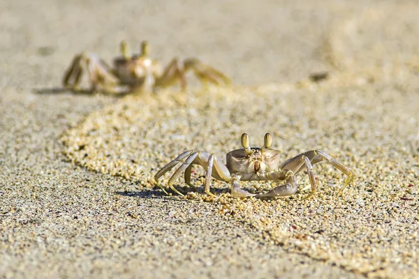 Krabba på sandstrand — Stockfoto