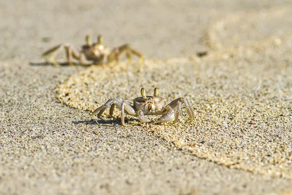 砂浜を蟹します。 — ストック写真