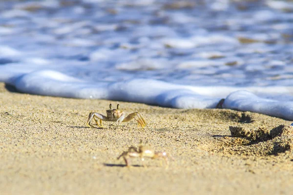 砂浜を蟹します。 — ストック写真