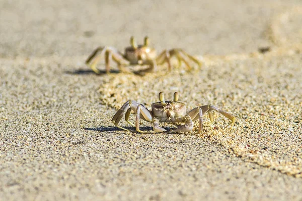 Krabba på sandstrand — Stockfoto