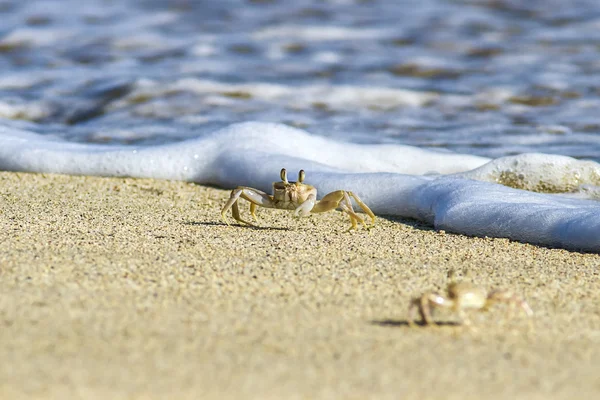 砂浜を蟹します。 — ストック写真