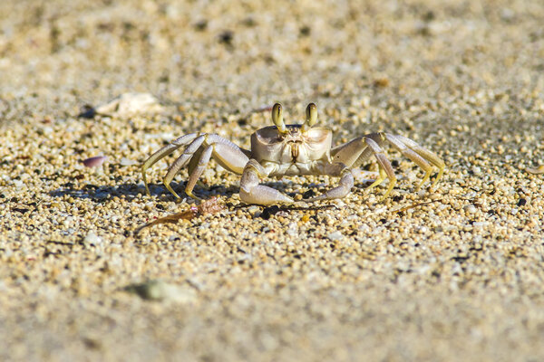 Crab on sand beach