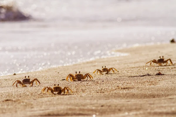 Krabba på sandstrand — Stockfoto