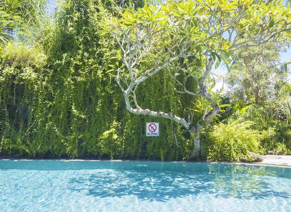 No diving sign on the tree — Stock Photo, Image