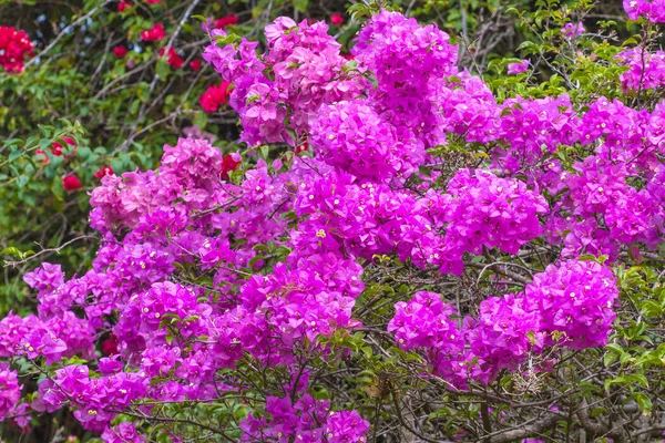 Purple Lilac Flowers Blossom — Stock Photo, Image