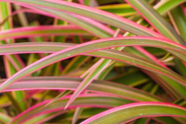 pembe çim arka plan