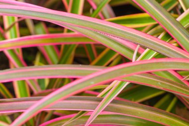 pembe çim arka plan