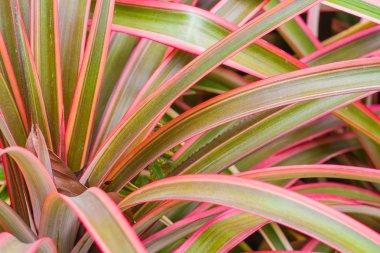 pembe çim arka plan