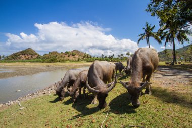 Kutsal Hint inekleri