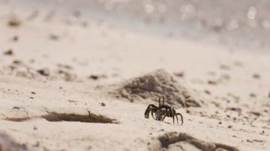 Güneşli bir günde kumsalda yengeç