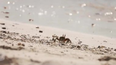 Güneşli bir günde kumsalda yengeç