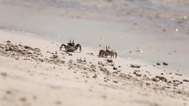 Güneşli bir günde kumsalda yengeç