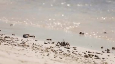 Güneşli bir günde kumsalda yengeç