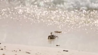 Güneşli bir günde kumsalda yengeç