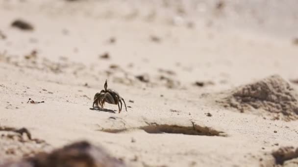 Caranguejo na praia arenosa no dia ensolarado — Vídeo de Stock
