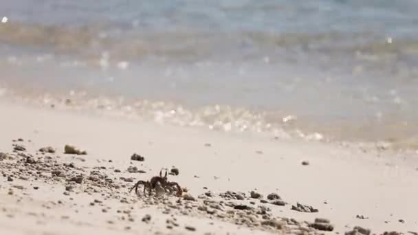 Краб біля піщаного пляжу в сонячний день. — стокове відео