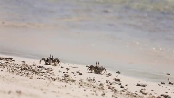 Kepiting di pantai berpasir pada hari yang cerah — Stok Video