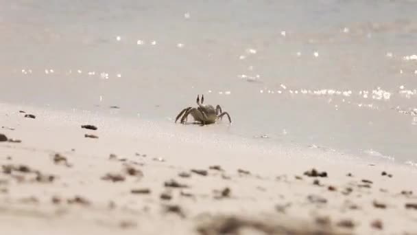 Kepiting di pantai berpasir pada hari yang cerah — Stok Video