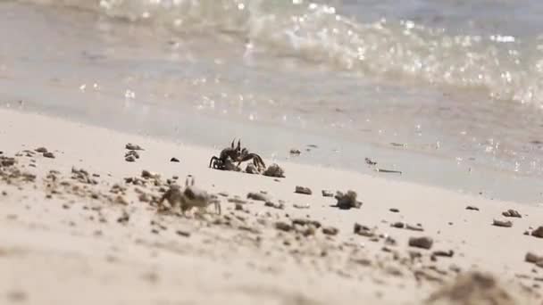 화창 한 날 모래가 많은 해변에서 배를 타고 — 비디오