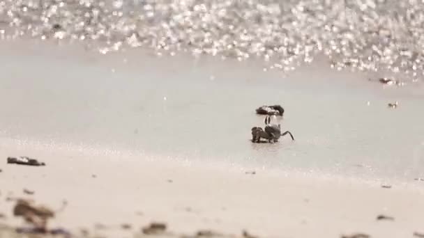 Καβούρι στην αμμώδη παραλία την ηλιόλουστη μέρα — Αρχείο Βίντεο