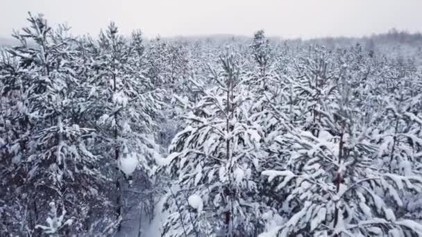 Neve em pinheiros, estrada vazia — Vídeo de Stock