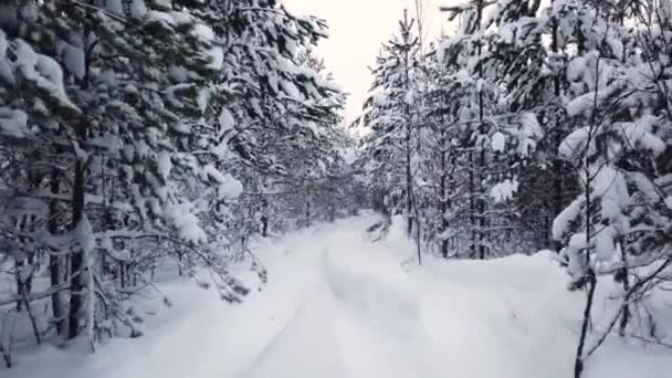 Nieve en pinos, camino vacío — Vídeos de Stock