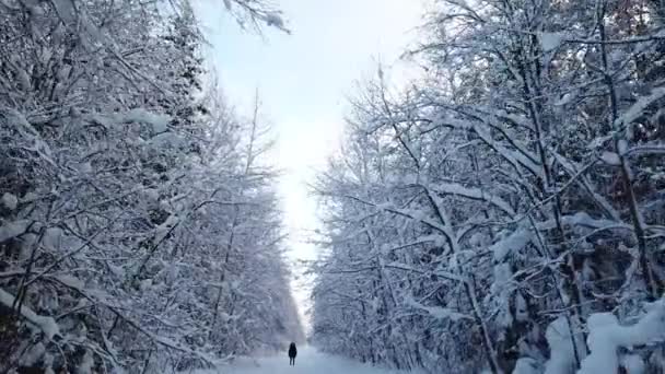 Mujer caminando en el bosque de nieve — Vídeo de stock