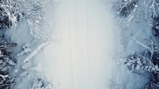 Veduta aerea della donna che cammina nella foresta di neve — Video Stock