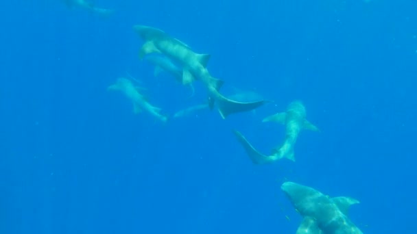 Nurse sharks swimming in deep blue ocean — Stock Video