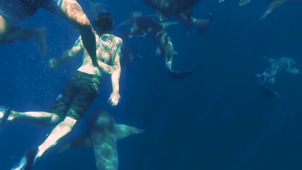 Maldivas - 15 de janeiro de 2022: Turistas nadam com tubarões no oceano azul profundo — Vídeo de Stock