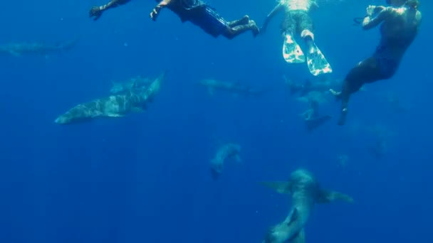 Maldivas - 15 de janeiro de 2022: Turistas nadam com tubarões no oceano azul profundo — Vídeo de Stock