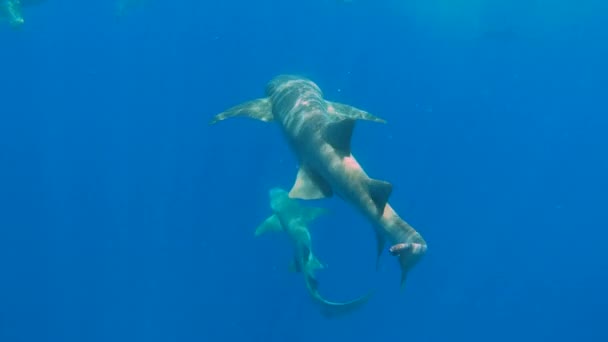 护士鲨鱼在深蓝色的海洋中游泳 — 图库视频影像