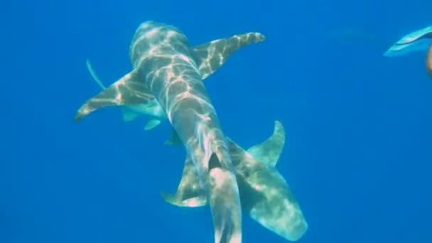 Jeune femme nageant avec des requins nourrices en mer — Video