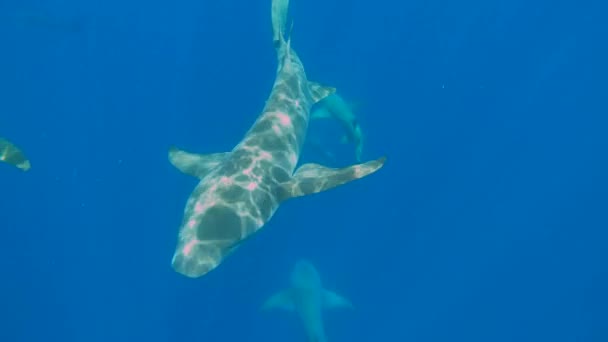 Infirmière requins nageant dans l'océan bleu profond — Video