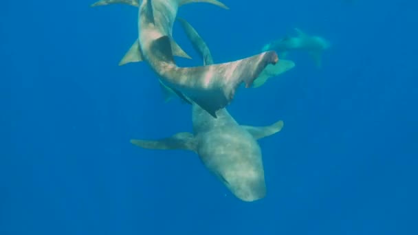 Infirmière requins nageant dans l'océan bleu profond — Video