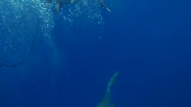 Мальдіви - 15 січня 2022 року: туристи плавають з акулами в синьому океані. — стокове відео