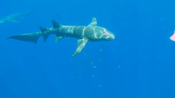 Žraloci plavající v hlubokém modrém oceánu — Stock video