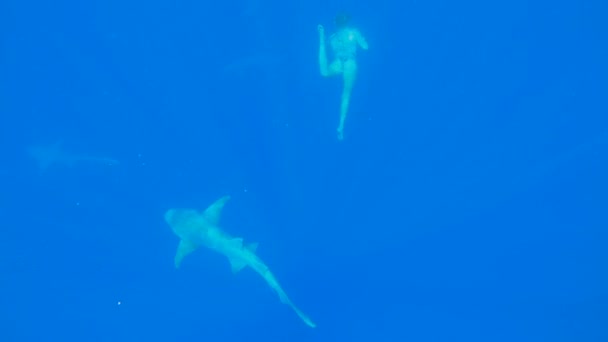 바다에서 간호사 상어와 수영하는 젊은 여자 — 비디오