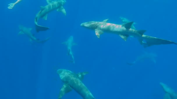 Maldives - 15 Janvier, 2022 : Les touristes nagent avec des requins dans l'océan bleu profond — Video