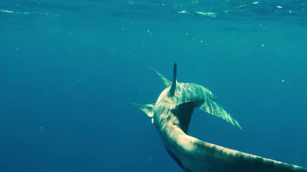 Infirmière requins nageant dans l'océan bleu profond — Video