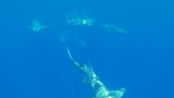 Verpleegsterhaaien zwemmen in de diepblauwe oceaan — Stockvideo